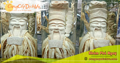 Mua bán Lá Đinh Lăng khô, củ đinh lăng điêu khắc ngâm rượu tại Bình Phước